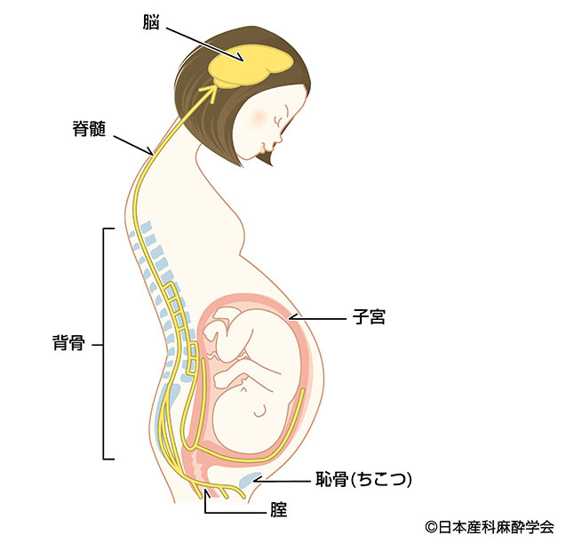痛みの伝わり方